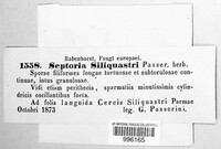 Septoria siliquastri image